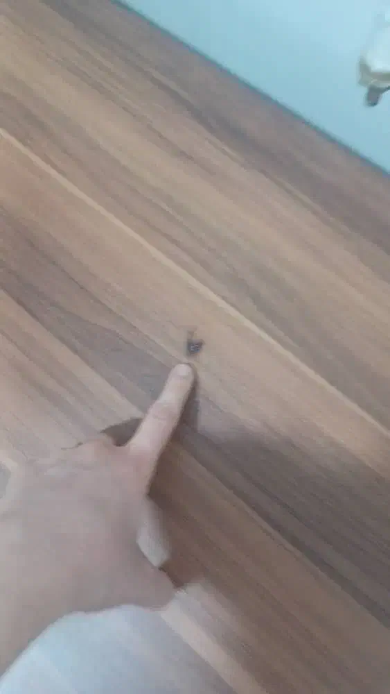 میز|میز و صندلی غذاخوری|مسجد سلیمان, |دیوار