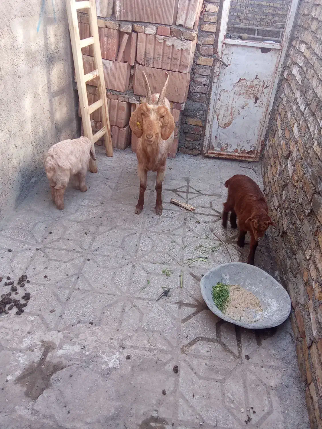 بز جملی|حیوانات مزرعه|تربت جام, معدآباد|دیوار