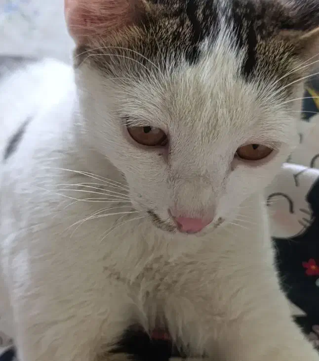 واگذاری رایگان گربه|گربه|فسا, |دیوار