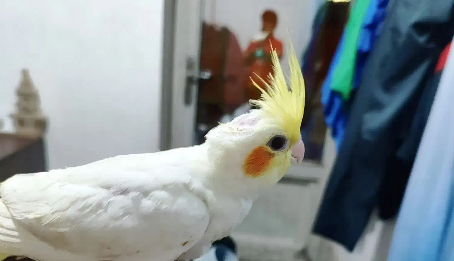 عروس هلندی|پرنده|گنبد کاووس, |دیوار