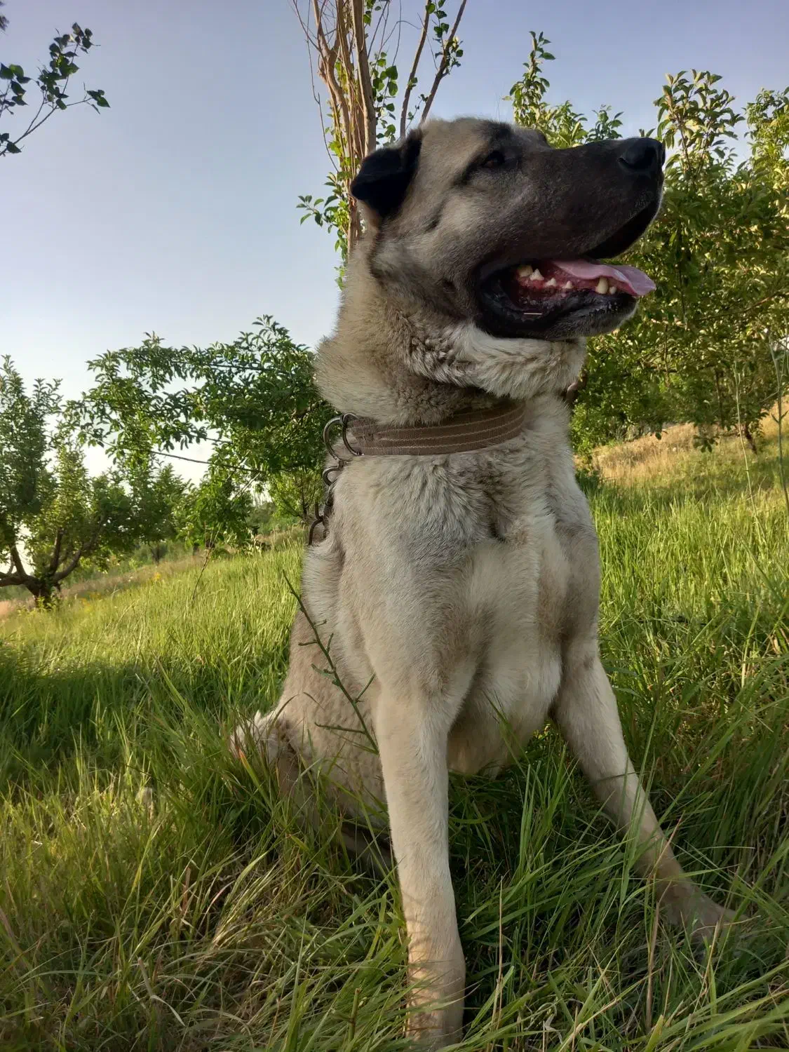 واگذا ری سگ|سگ|نهاوند, |دیوار