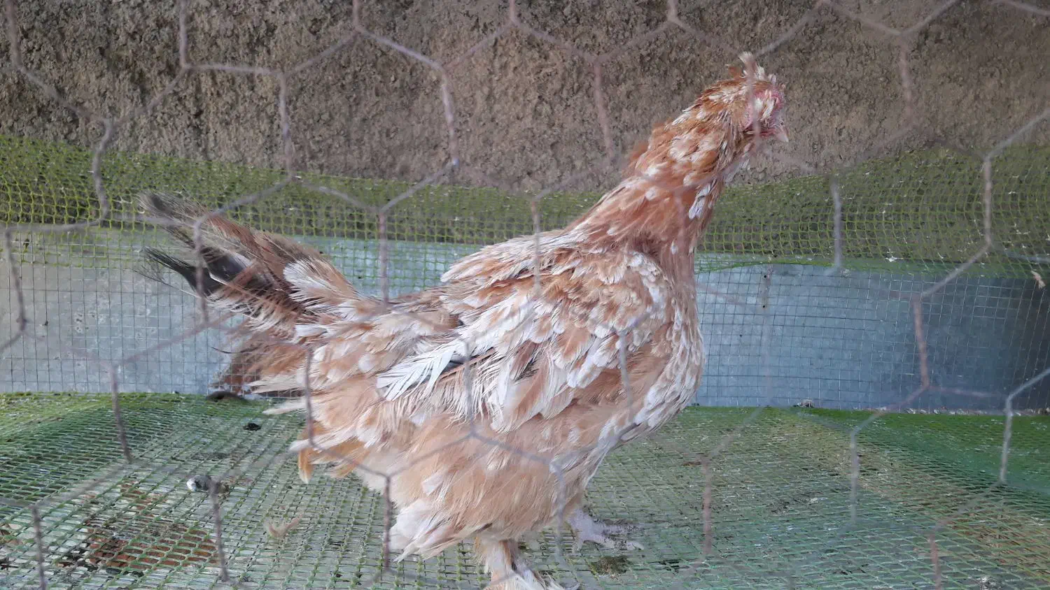 مرغ|حیوانات مزرعه|فردوس (خراسان), |دیوار