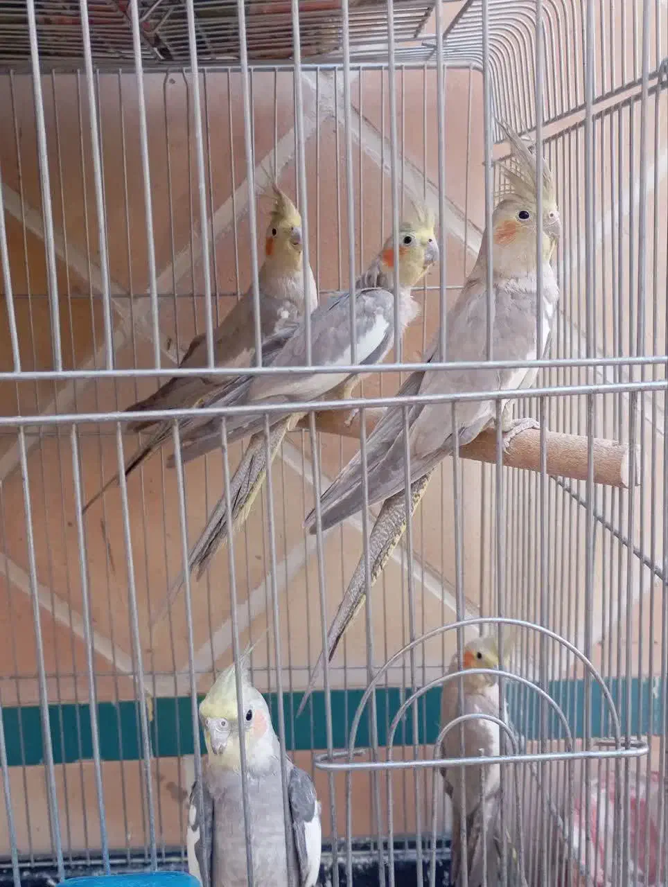 عروس هلندی نر و ماده اماده قیمت مناسب|پرنده|یزد, |دیوار