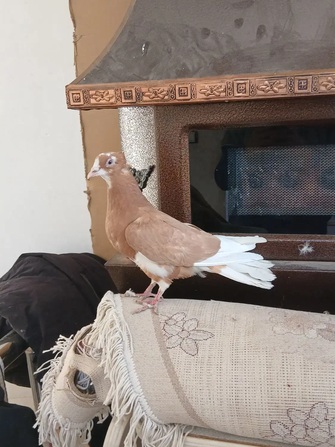 زرد قارا|پرنده|قزوین, |دیوار