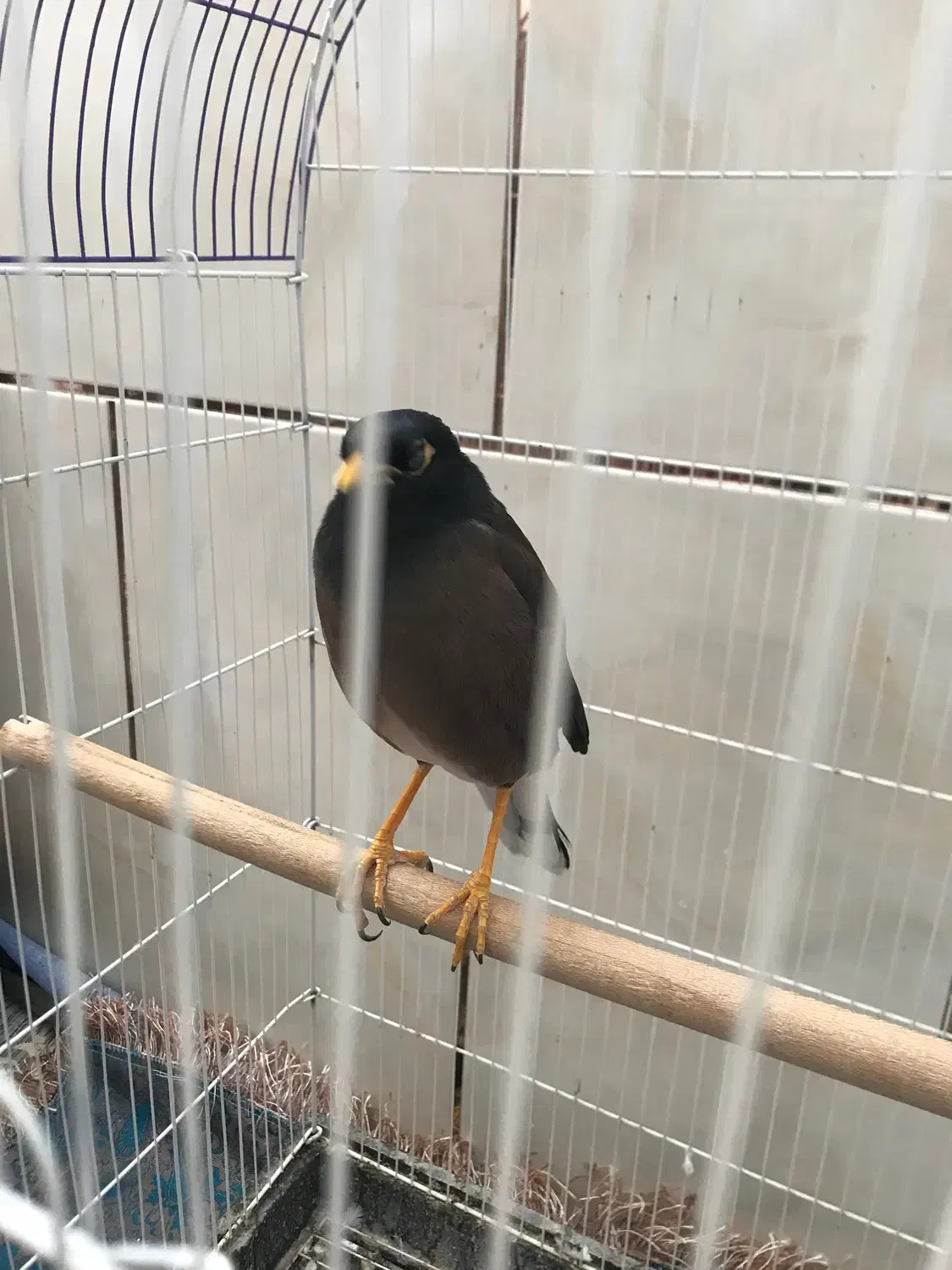 مرغ مینا سخنگو|پرنده|شیراز, آزادی|دیوار