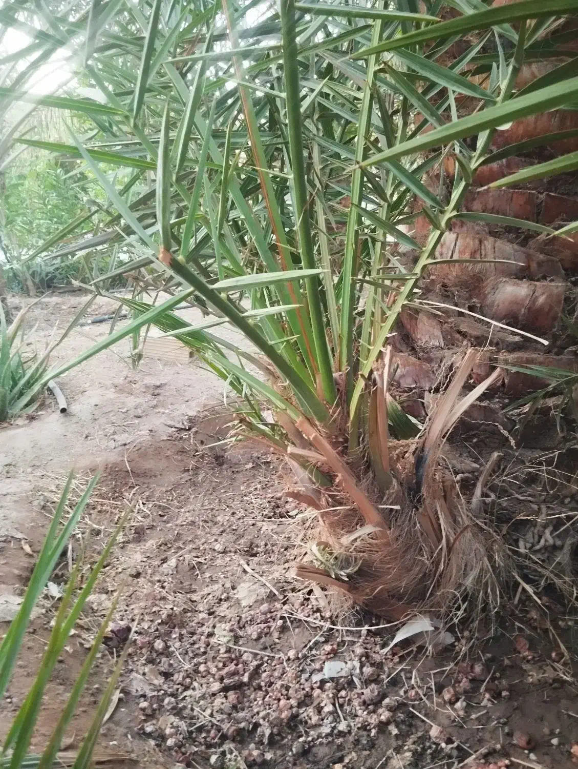 جونگ هلیله ای|گل مصنوعی|فهرج, |دیوار