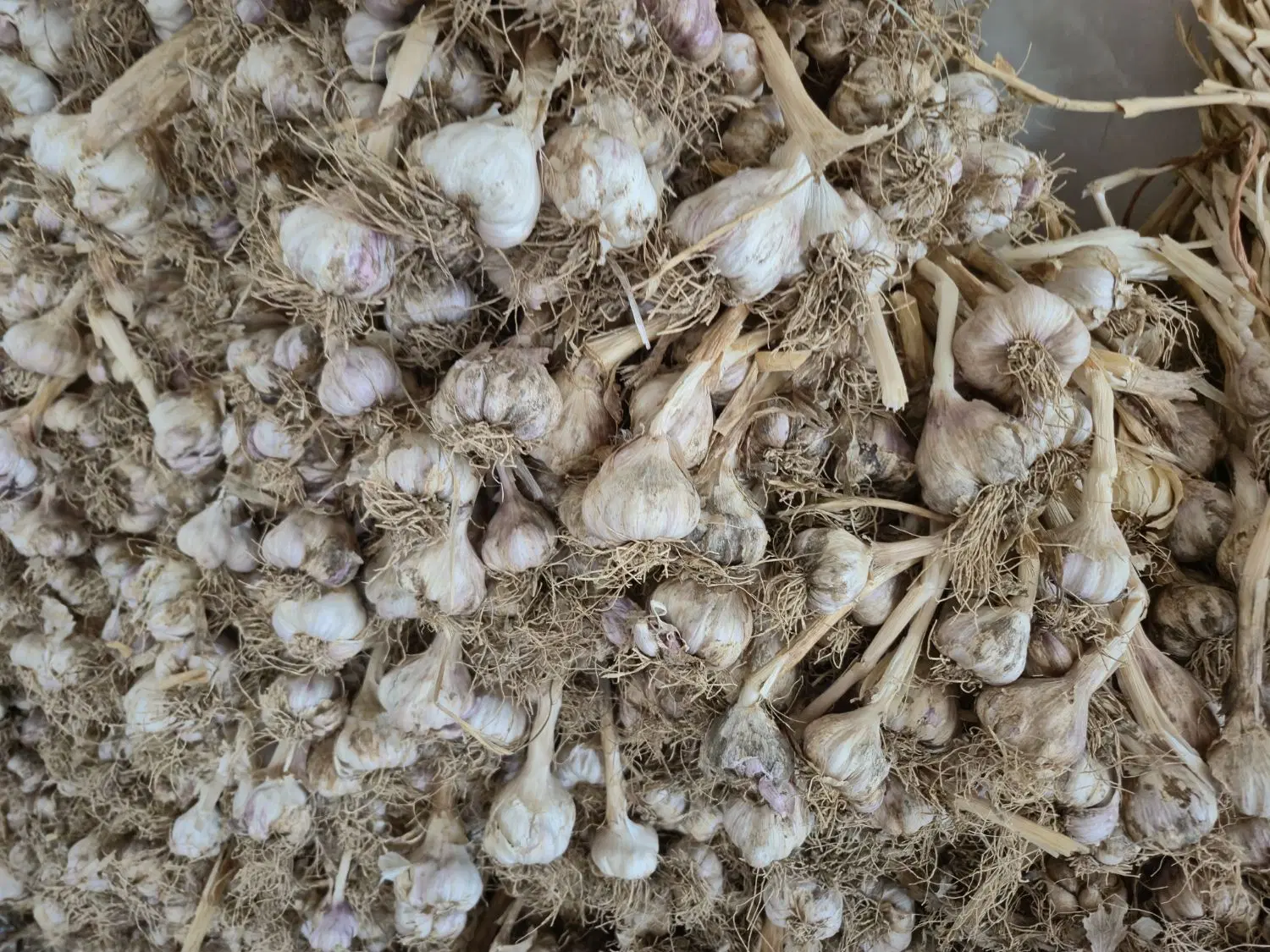 سیر|خوردنی و آشامیدنی|جیرفت, |دیوار