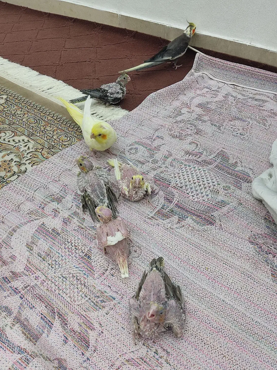 عروس هلندی|پرنده|قرچک, شهرک الحدید|دیوار