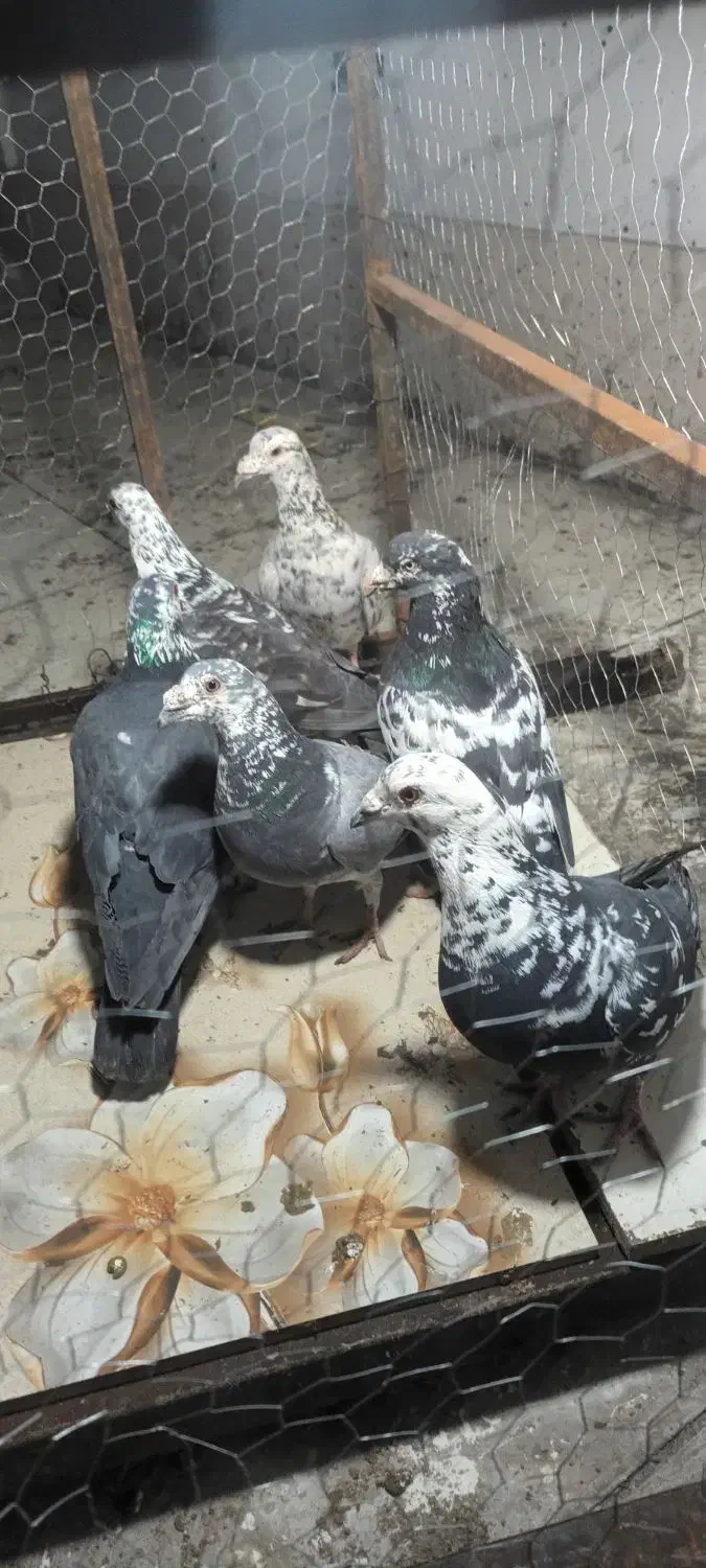 کفترپلاکی|پرنده|شیراز, حومه شیراز|دیوار