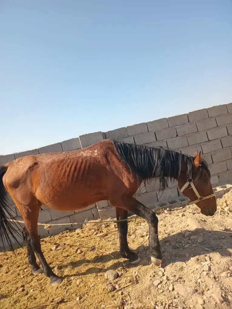 اسب نر|اسب و تجهیزات اسب‌سواری|نرماشیر, |دیوار