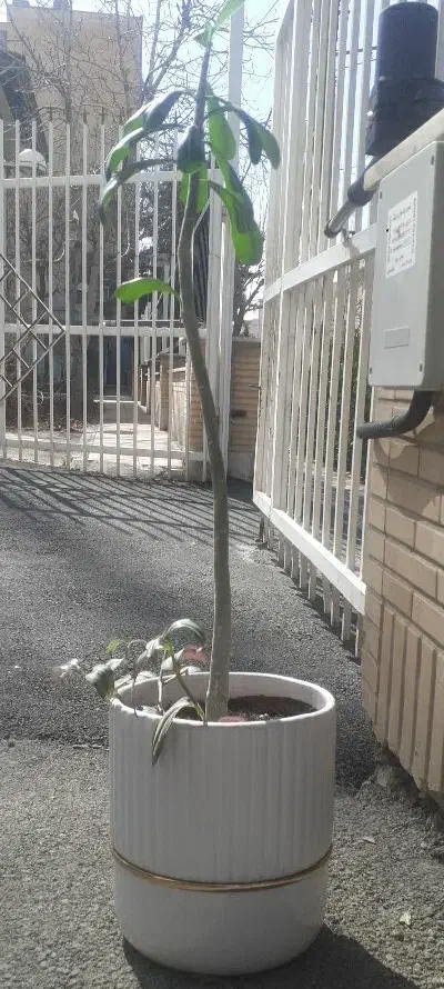 گل آدنیوم|گل و گیاه طبیعی|کرج, شهرک ولیعصر|دیوار