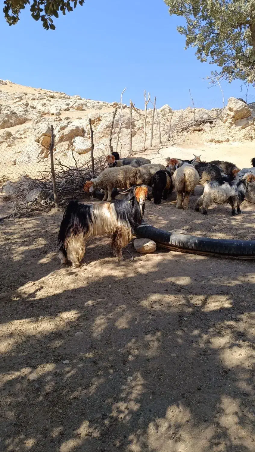 چپش داشتی|حیوانات مزرعه|میانکوه, |دیوار