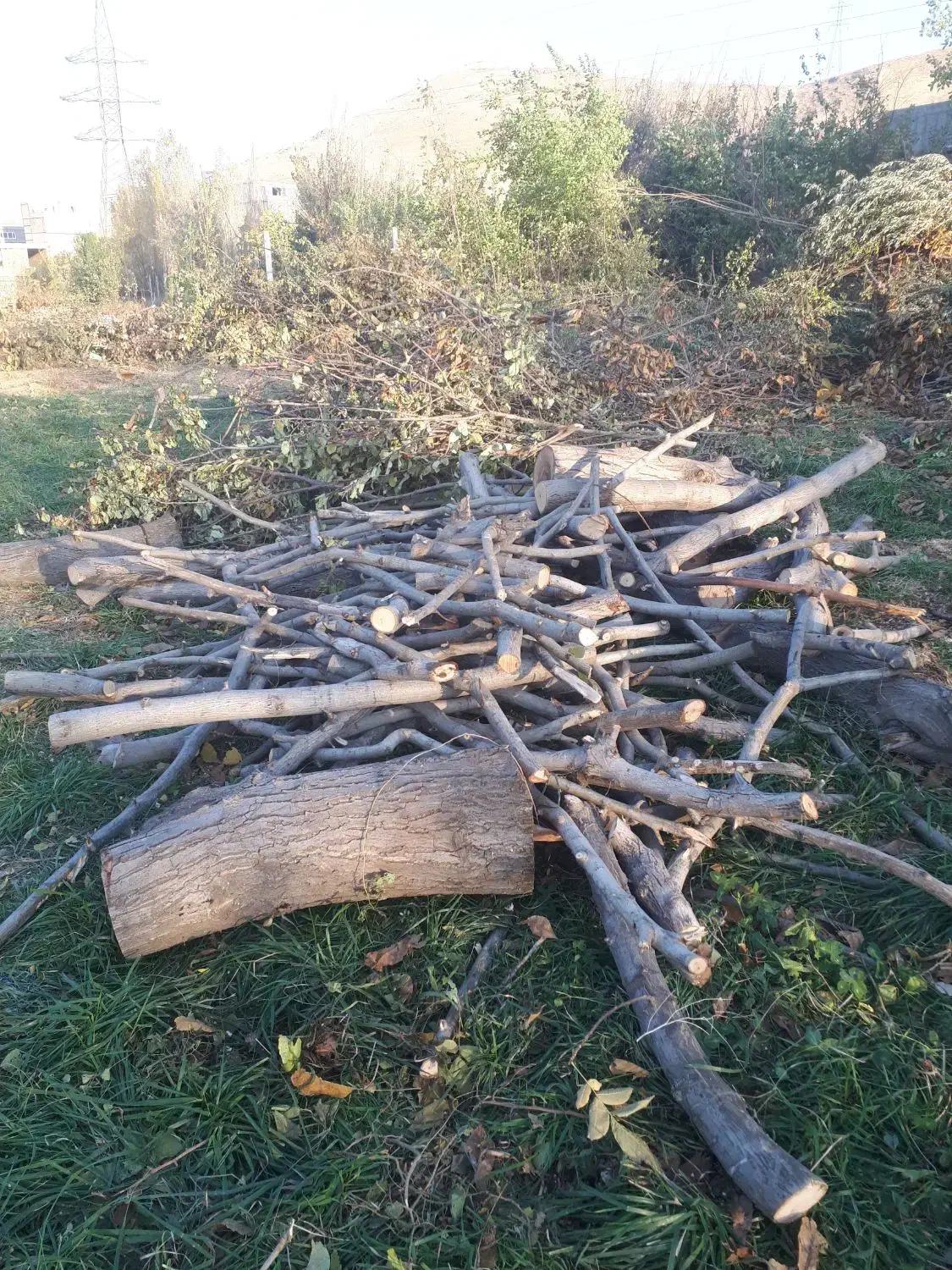 خریدچوب چنارگردوضایعات وغیره توافقی|خدمات باغبانی و درختکاری|سنندج, |دیوار