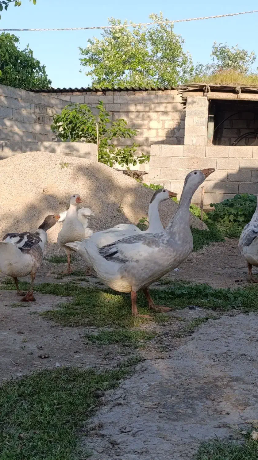 غاز|حیوانات مزرعه|گنبد کاووس, |دیوار