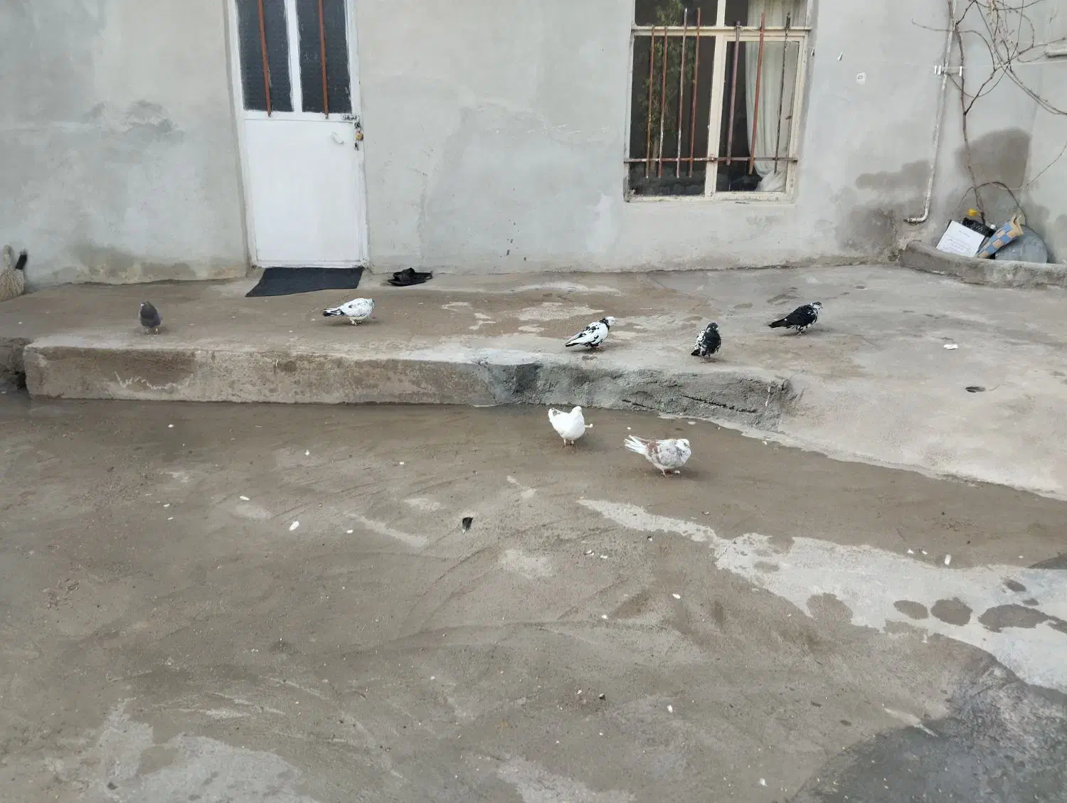 ‌شاخدار|لوازم جانبی حیوانات|آبگرم, |دیوار