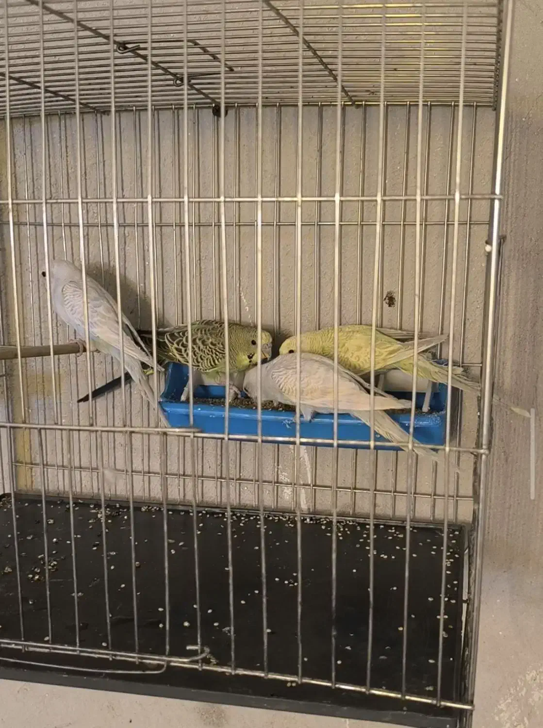 مرغ عشق|پرنده|بروجرد, |دیوار