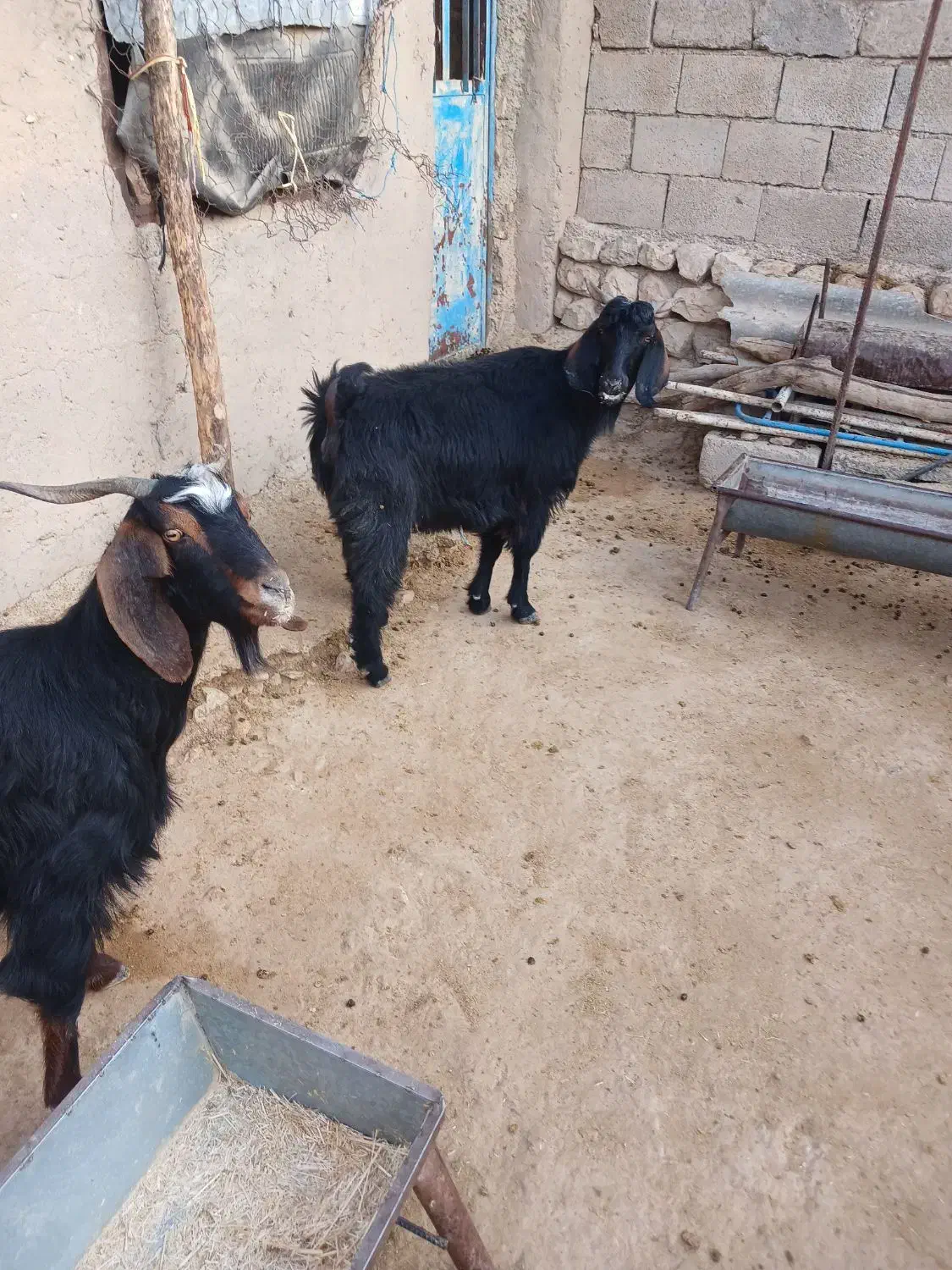 بزغاله|حیوانات مزرعه|آبدانان, |دیوار