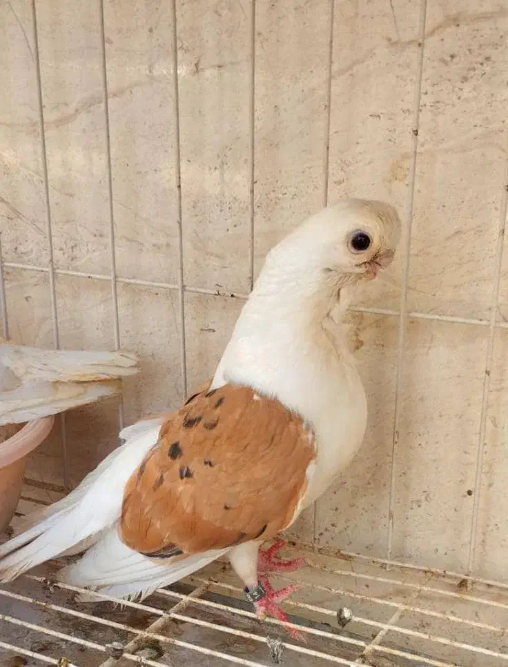 کبوتر زینتی (اهوازم)|پرنده|تهران, جوادیه|دیوار