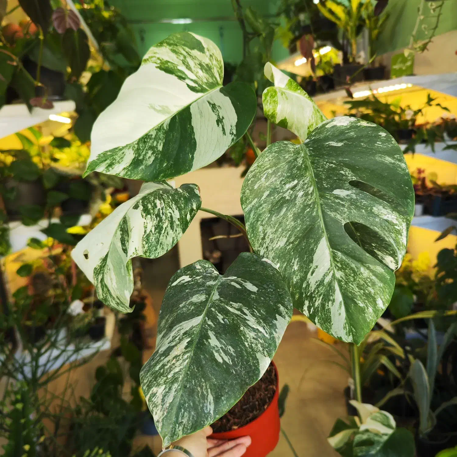 گیاه ماسنترا بورسیجیانا ابلق برگ انجیری سفید|گل و گیاه طبیعی|رشت, دروازه لاکان|دیوار