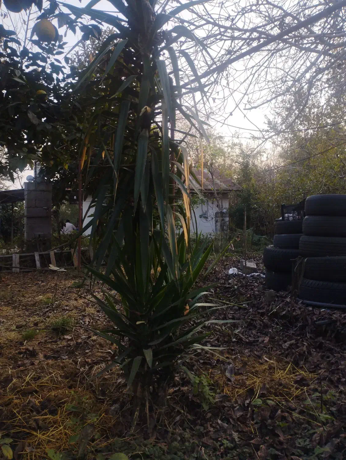 گل یوکا|گل و گیاه طبیعی|سنگر, |دیوار