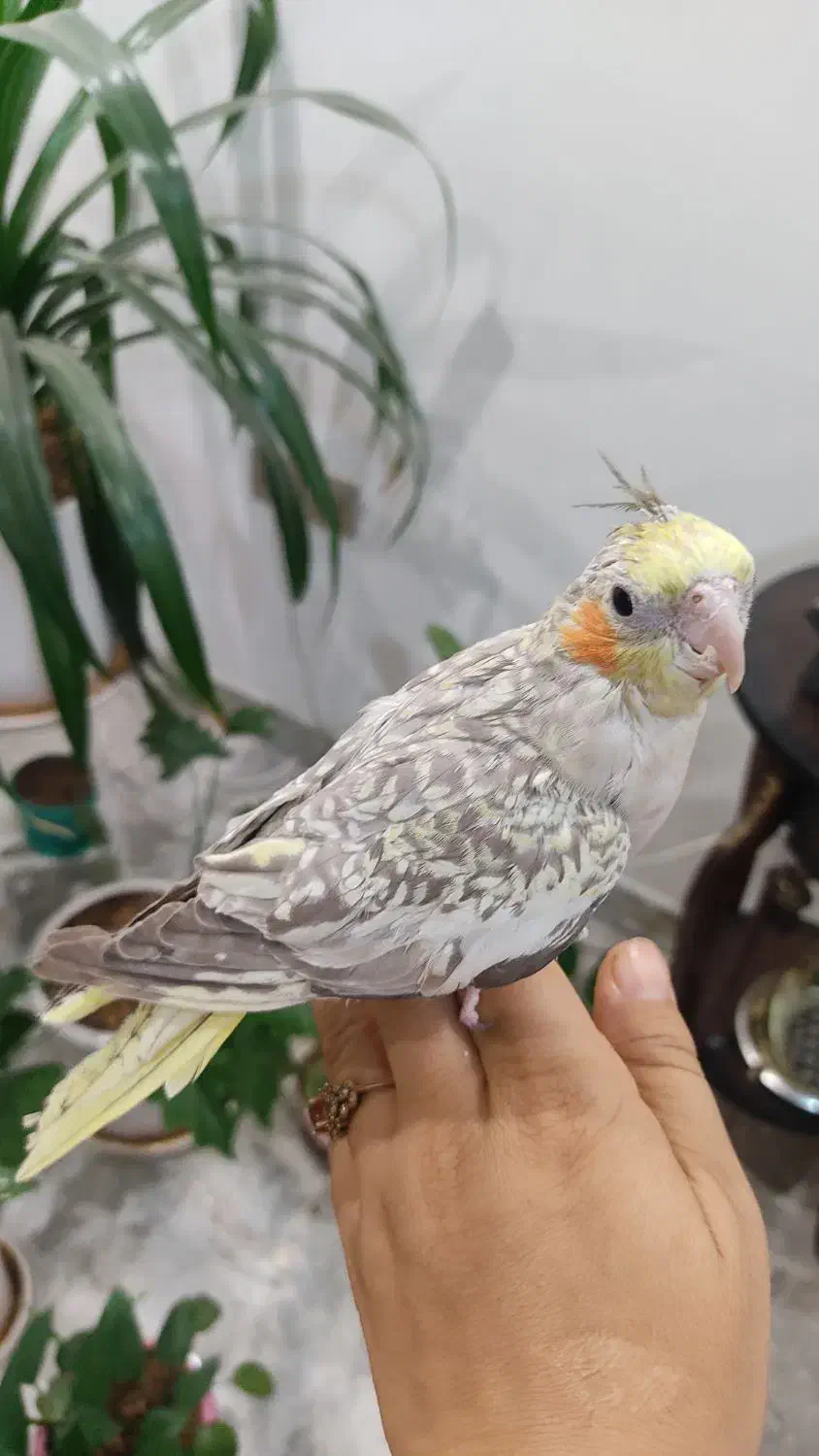 عروس مرواریدی|پرنده|قم, پردیسان|دیوار