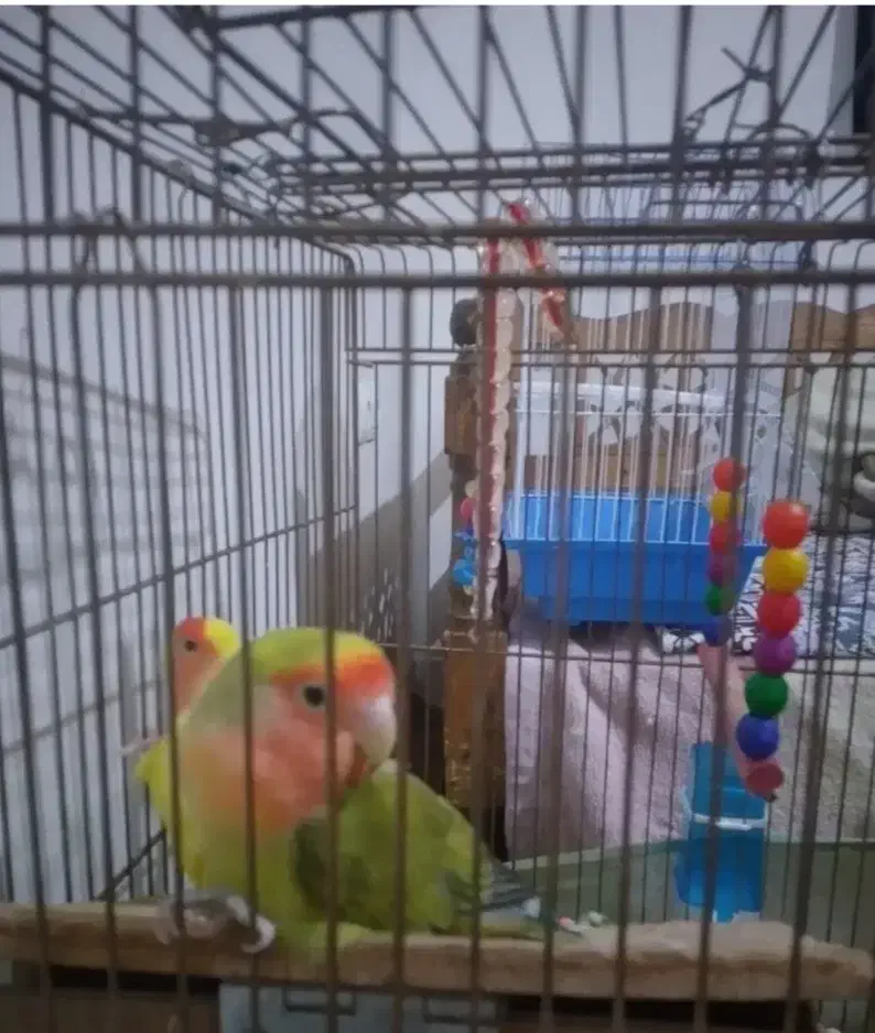 طوطی برزیلی|پرنده|اهر, |دیوار