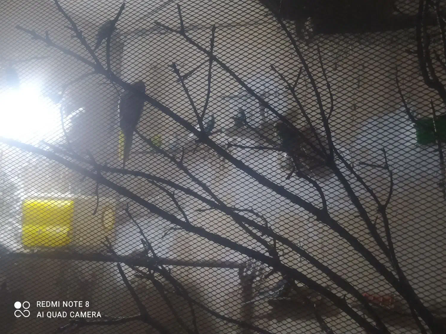 باسلام تعدادی پرنده|پرنده|ماهدشت, |دیوار