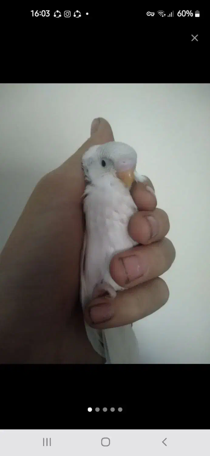 مرغ عشق|پرنده|شهرضا, |دیوار