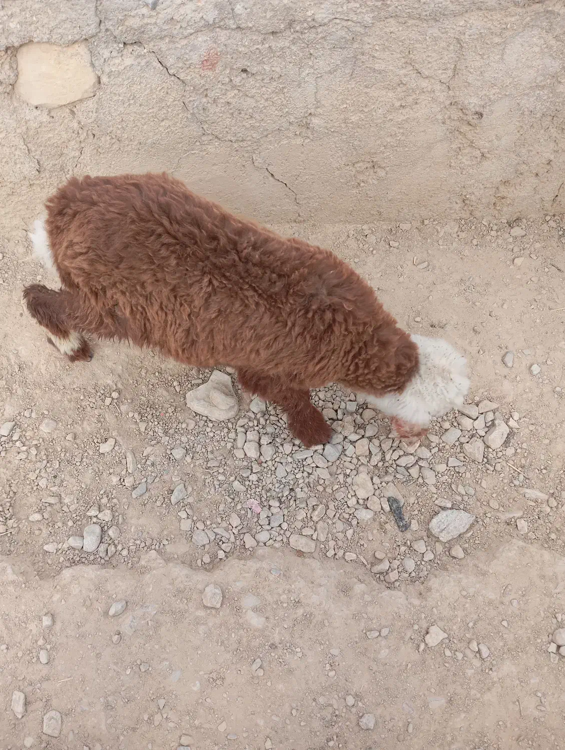 بره شیری|حیوانات مزرعه|کوه چنار, |دیوار