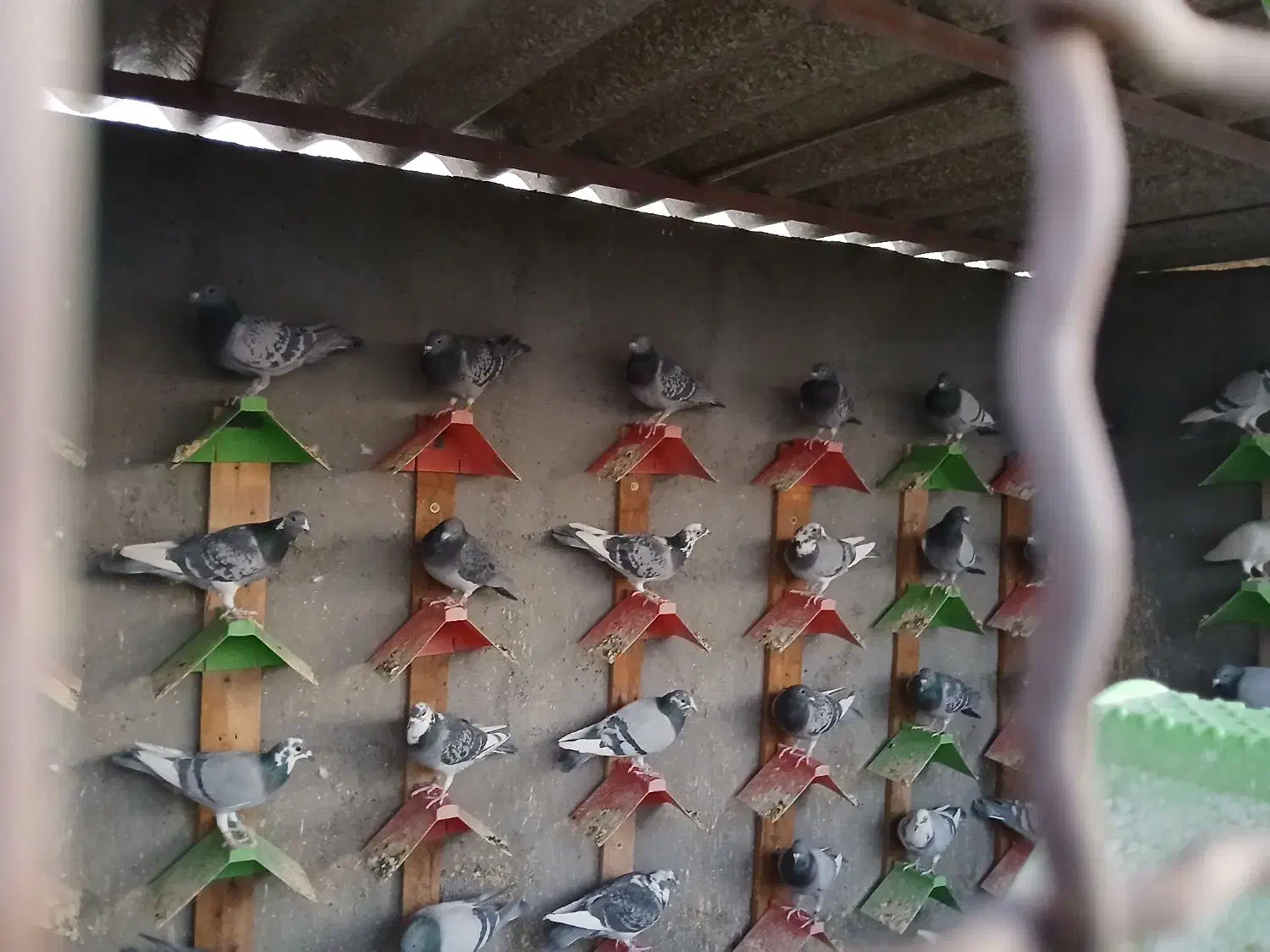 کبوتر پلاکی|پرنده|سبزوار, رباط|دیوار