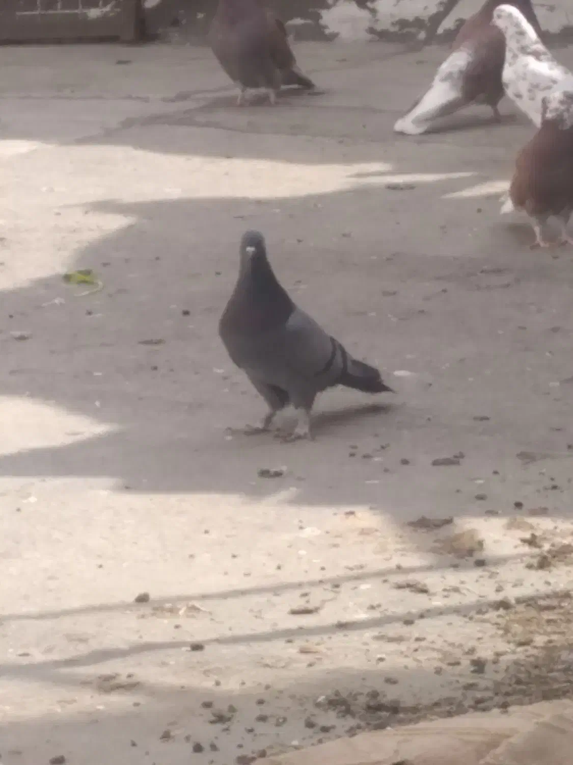 ماده سبز|حیوانات|قم, مصلاء|دیوار