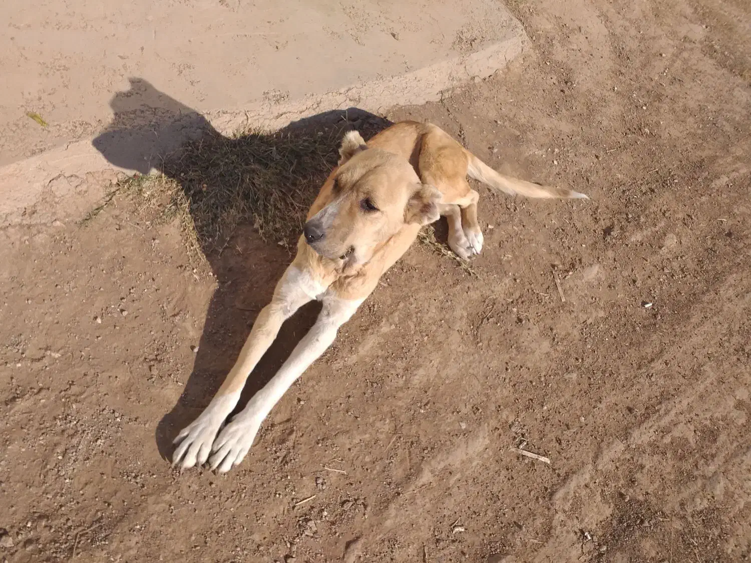 سگ سرابی ماده|سگ|نمین, |دیوار