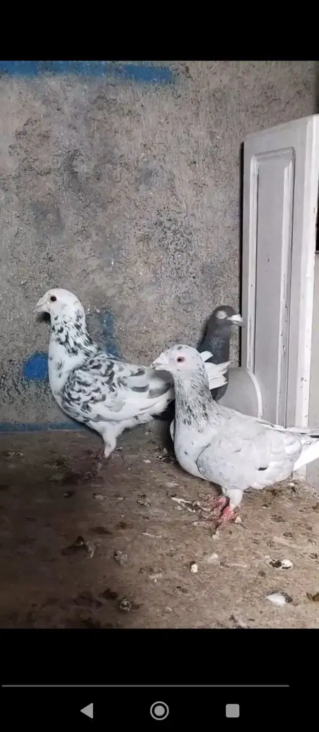 کفتر|پرنده|گلستان (تهران), |دیوار