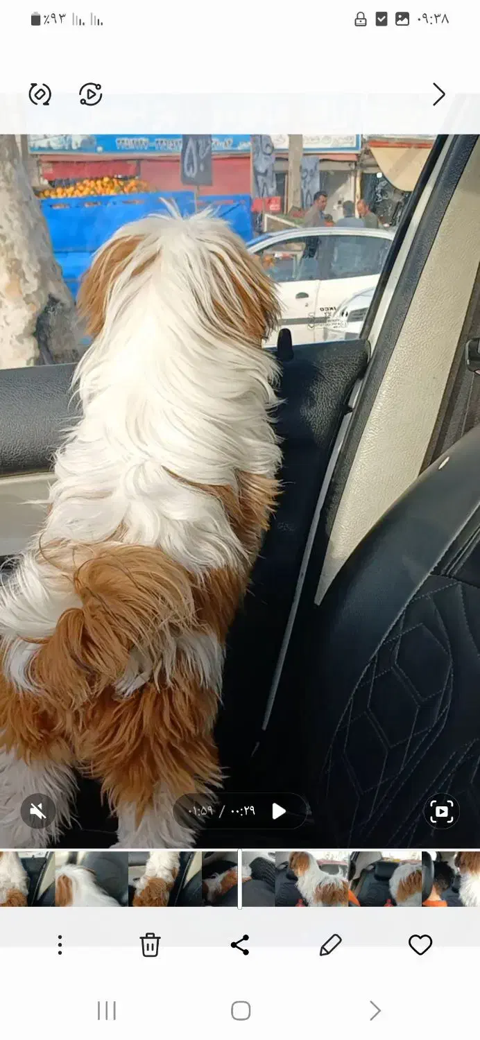 پت خانگی|سگ|رشت, حمیدیان|دیوار