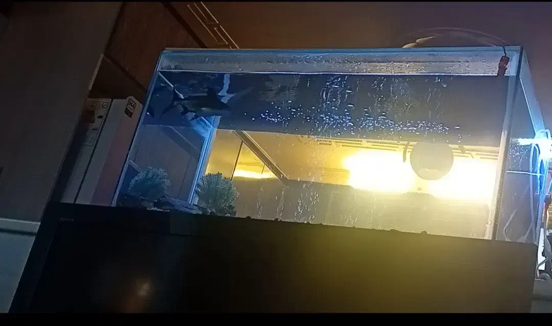 اکواریوم|لوازم جانبی حیوانات|کرمان, |دیوار