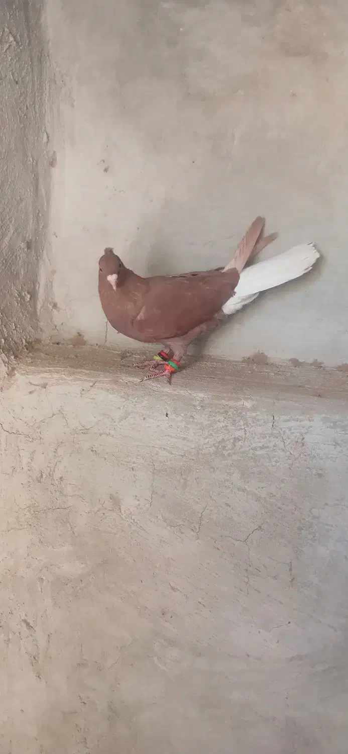 سرخ دم سفید ماده|پرنده|نرماشیر, |دیوار