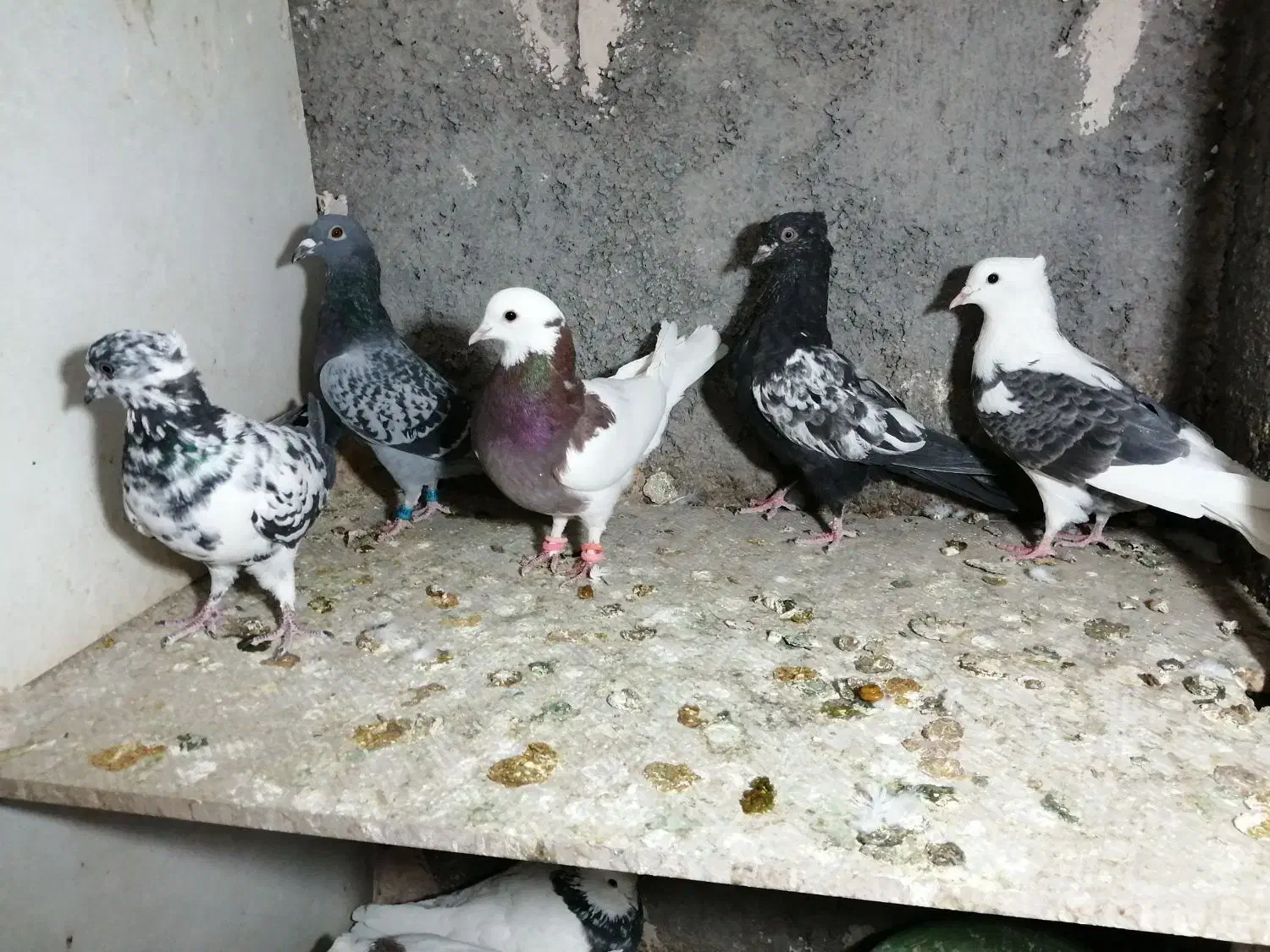 ساعت طرح کفتر معاوضه|ساعت|فردوس (خراسان), |دیوار