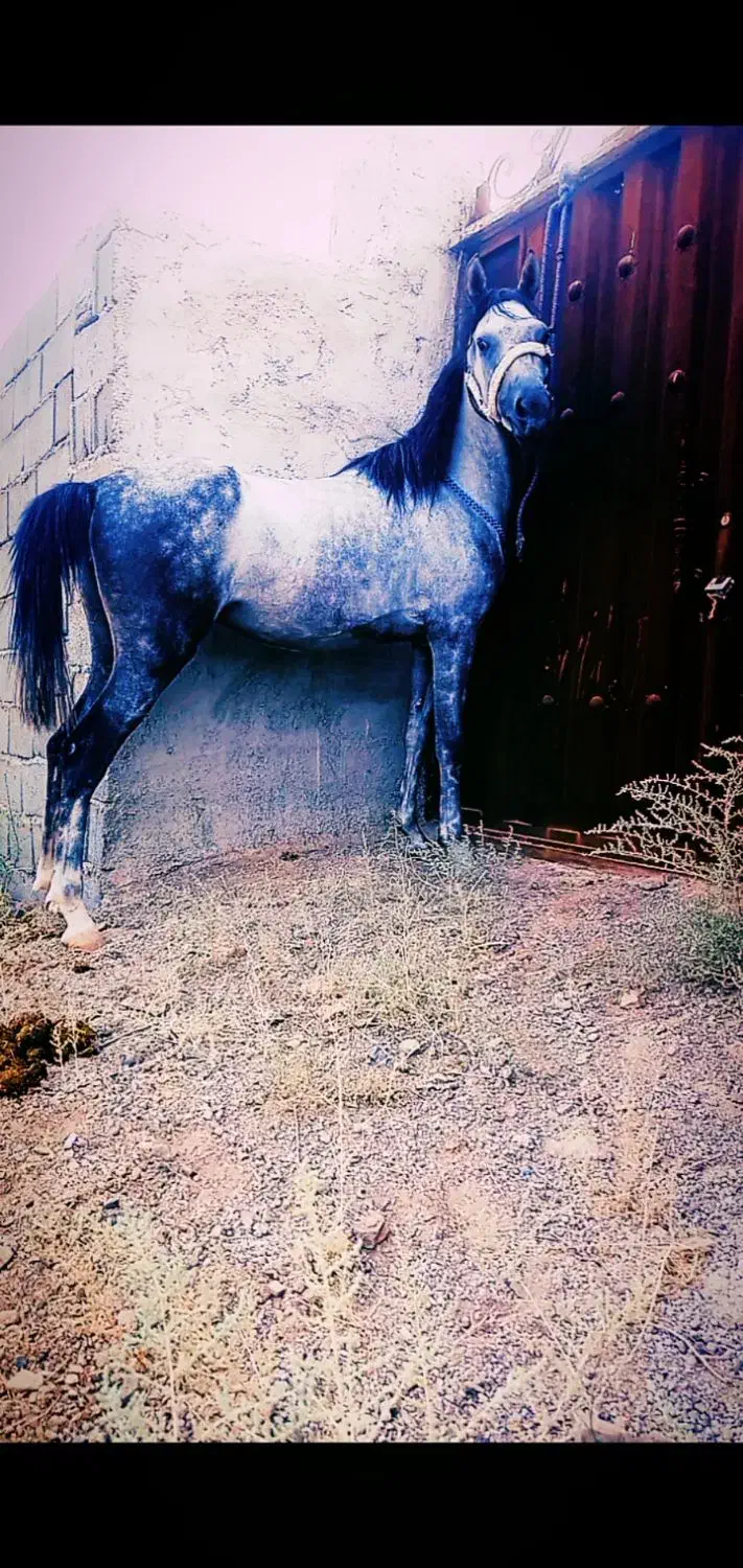 اسب مادیان|اسب و تجهیزات اسب‌سواری|ساوه, |دیوار