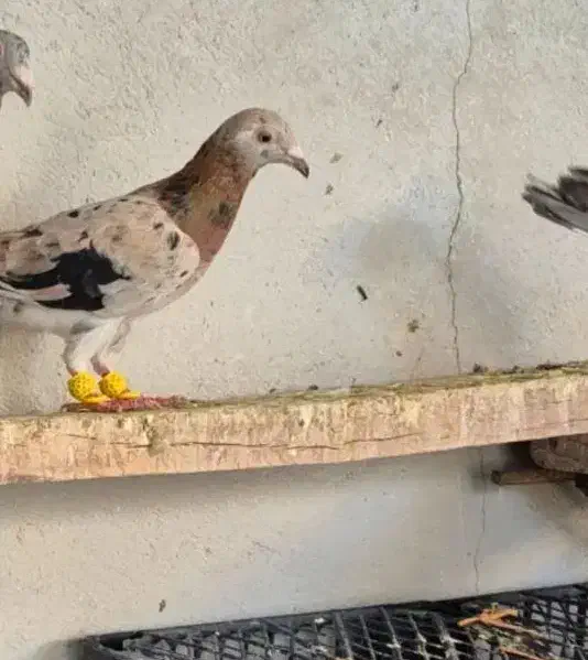 کبوتر ماده خطی وشستی|پرنده|قزوین, |دیوار