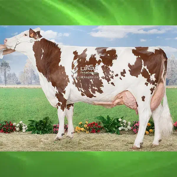 گاو و گوساله مونت بلیارد|حیوانات مزرعه|ساوه, |دیوار