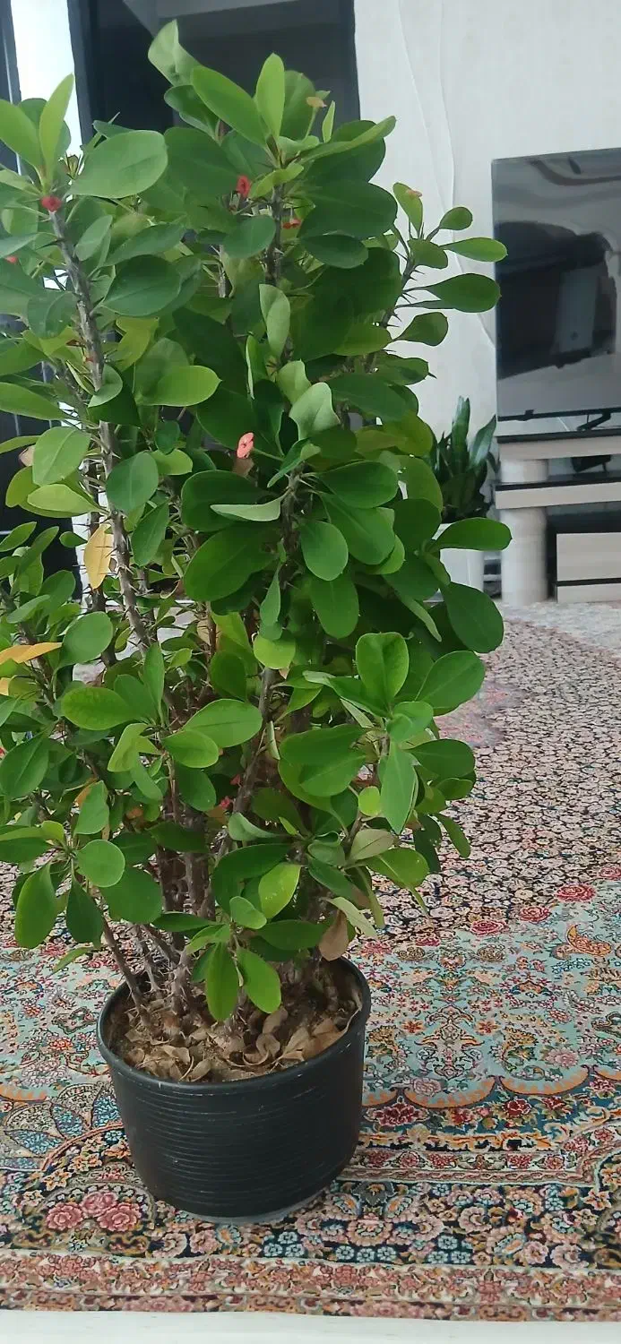 فروش گل|گل و گیاه طبیعی|مریوان, |دیوار