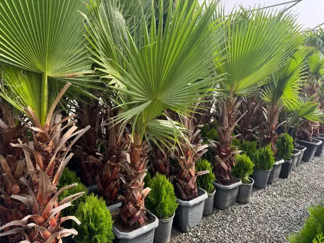 طراحی و اجرا گل و گیاه فضای باز|گل و گیاه طبیعی|ملارد, |دیوار