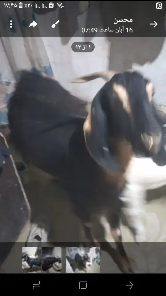 بزخوب شیرا|حیوانات مزرعه|بیرجند, |دیوار