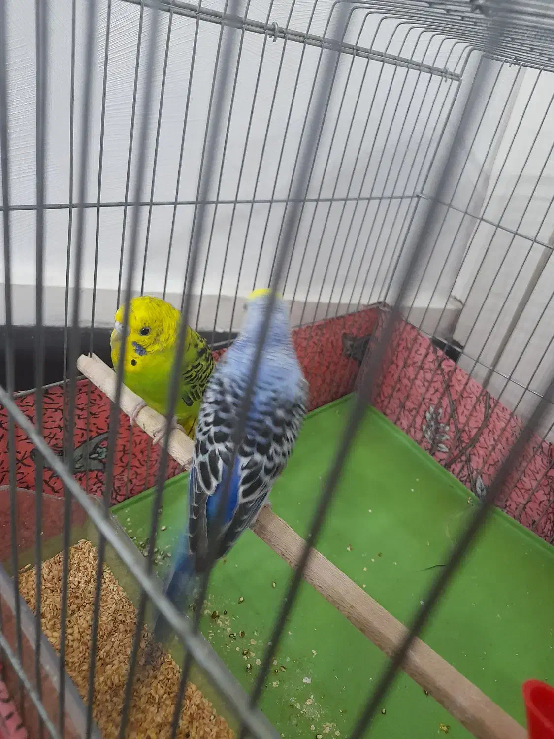 فروش  یه جفت مرغ عشق|پرنده|بندرعباس, |دیوار