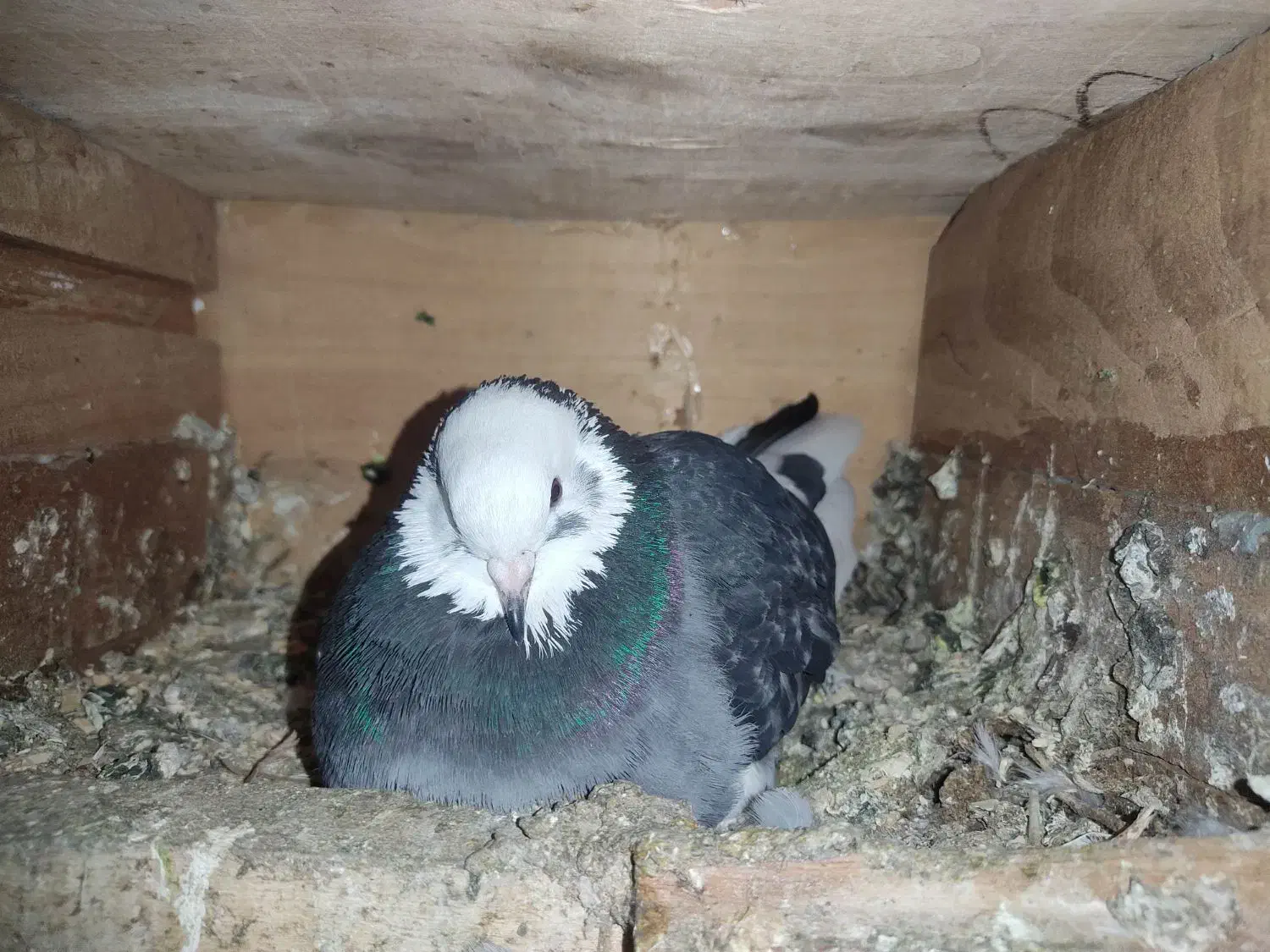 کبوتر|پرنده|اسلامآباد غرب, |دیوار