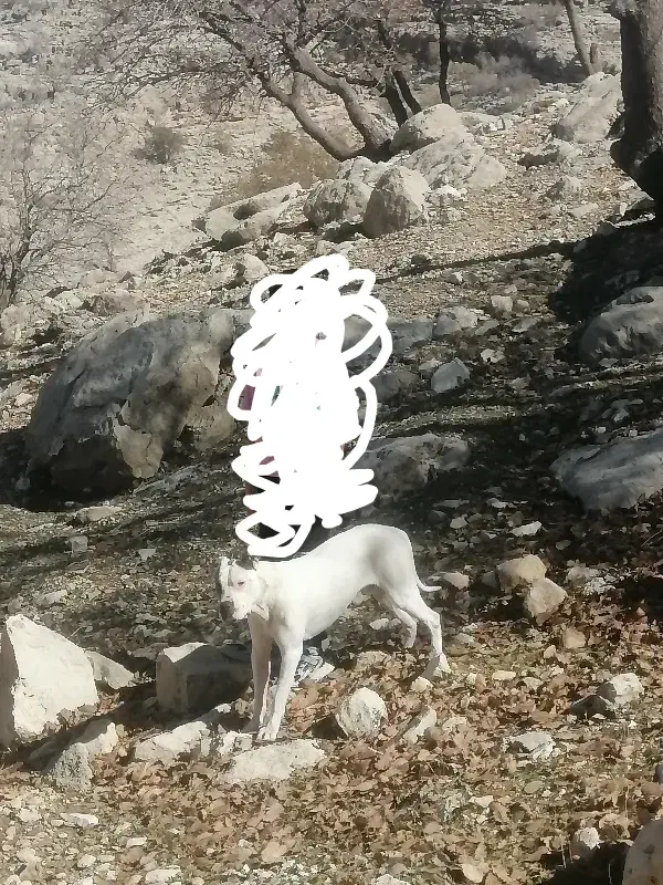 سگ داگو گمشده|حیوانات|شیراز, گویم|دیوار
