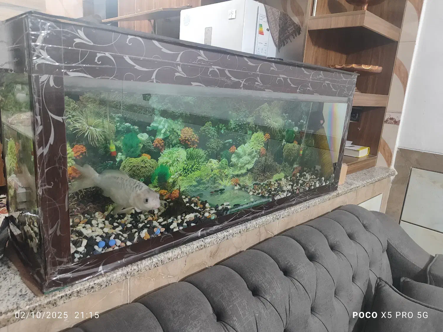 اکواریوم با ماهی 5سالع|ماهی|کرمان, |دیوار