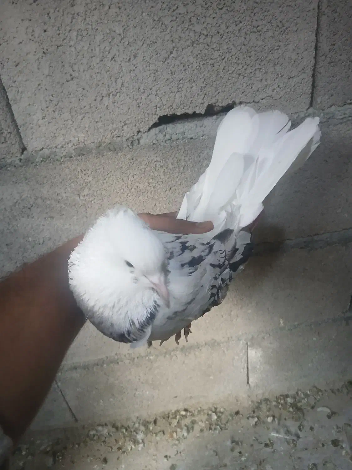 هما|پرنده|نقده, |دیوار