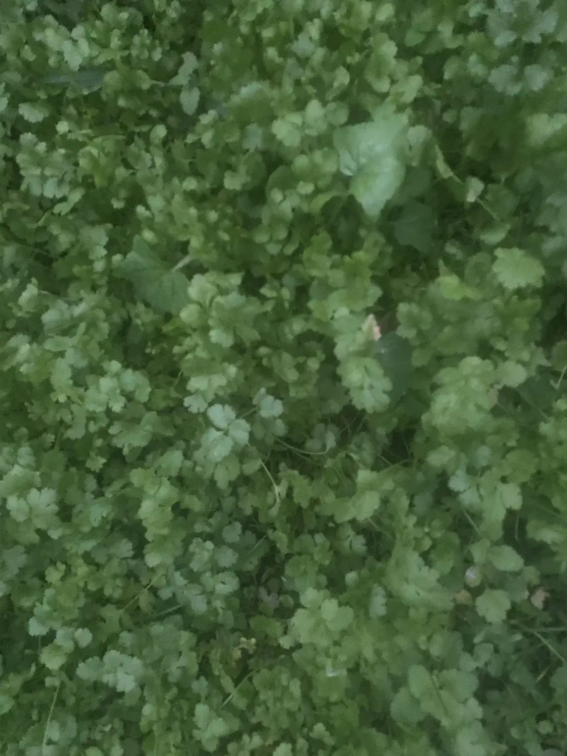 سبزیجات محلی وکاملاتازه وارگانیک|خوردنی و آشامیدنی|شاندرمن, |دیوار