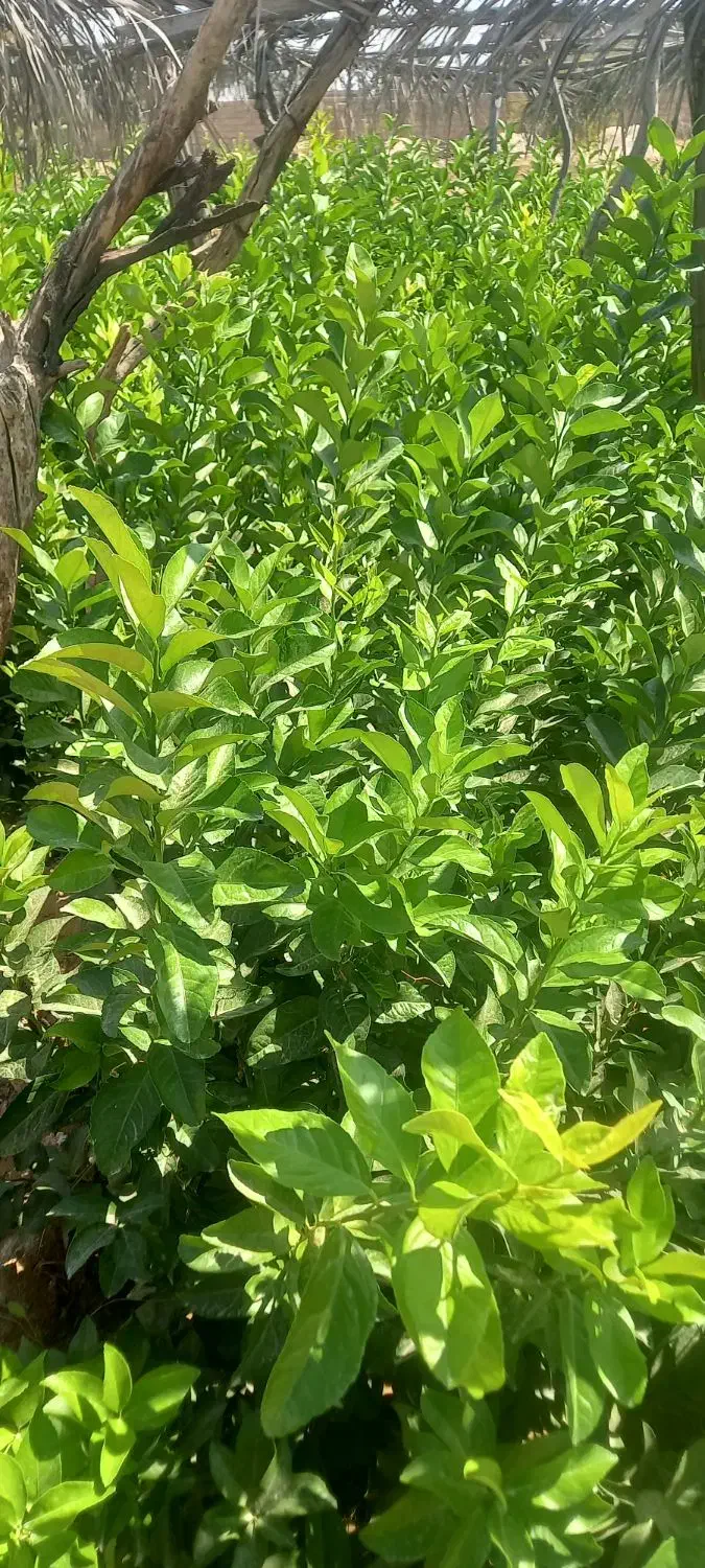 نهالستان باغداران جنوب|خدمات باغبانی و درختکاری|شیراز, حافظیه|دیوار